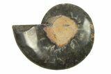 Cut & Polished Ammonite Fossil (Half) - Unusual Black Color #296285-1